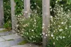 Stauden Gänge 2 x Gaura lindheimeri Kollektion - Produktbild-Vorschau 6