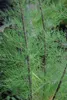 Tamarix tetrandra ( africana) - Tamarikse 60- 80 cm - Produktbild-Vorschau 4