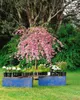 Prunus serrulata 'Kiku-shidare-zakura', Hängende Kirsche, Produktbild-Vorschau 9