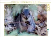 CALVENDO Puzzle Eichhörnchen | 1000 Teile Lege-Größe Produktbild-Vorschau 2