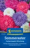 Kiepenkerl Sommerastersamen Farbenteppich 40 Pflanzen Produktbild-Vorschau 1