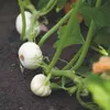 Semi di zucca ornamentale Buzzy Baby Boo - Circa 1 gr | Anteprima dell’immagine prodotto 3