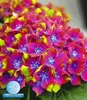 BALDUR Garten 1x Freiland-Hortensie 'SAXON® Schloss Produktbild-Vorschau 1