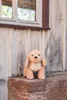 Steiff Berno Goldendoodle 36 beige 067075 Anteprima dell’immagine prodotto 2