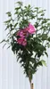 Garteneibisch Hibiscus - Woodbridge - Blüte rot / rosa Produktbild-Vorschau 2