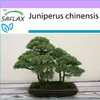 SAFLAX - Borievka čínska - Juniperus chinensis - 30 Semená Náhľad obrázku produktu 10