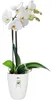 elho brussels Orchidee Hoch 12,5cm Übertopf - weiss Produktbild-Vorschau 9