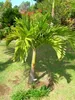 Manilapalmpalm (Veitchia merrillii) - 5 zaden Productafbeelding-voorbeeld 2