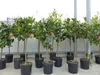 Zitrus Zitronenbaum Zitrone Citrus Limon Limone 120 - 140 Produktbild-Vorschau 5