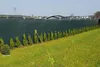 A dark green privacy screen fence with a row of small evergreen trees planted in front of it, in a grassy yard with houses in the background. Podgląd zdjęcia produktu