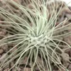 Tillandsia argentea - roslina luzna Náhľad obrázku produktu 3