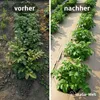 Schadstofffreie Pappe für Kompostbeete – 100 % Produktbild-Vorschau 3