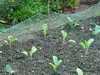 Young plants in a garden bed covered with protective netting. Produktbild-Vorschau