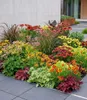 BALDUR Garten 7er Staudenbeet 'Elegance', Pflanzen im 9x9 Produktbild-Vorschau 1