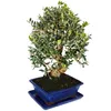Bonsai - Soliter - Drzewko oliwne - Oliwka - Olea europaea Podgląd zdjęcia produktu 2