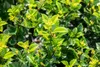 Ilex meserveae 'Heckenstar', ostrokrzew, zimozielony, Podgląd zdjęcia produktu 7