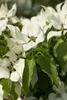 Cornus kousa 'Satomi', Japanischer Blumen-Hartriegel, rosa Produktbild-Vorschau 7