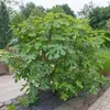 Bloomique - Ficus Carica Brown Turkey - Drzewo figowe - Podgląd zdjęcia produktu 6
