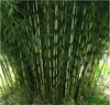 Stauden Gänge 3 x Fargesia robusta 'Pingwu' im C2 Topf - Produktbild-Vorschau 1