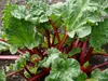 A close-up view of a rhubarb plant growing in soil. Produktbild-Vorschau