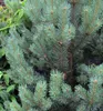 Waldkiefer ´WATERERI´ 30-40 cm, Cont. 2 l Produktbild-Vorschau 4