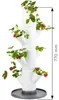 Gusta Garden Sissi Strawberry Starter, Vertikale Produktbild-Vorschau 18