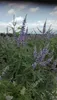 Vitex agnus-castus - Poivre du moine 60- 80 cm - conteneur Voir les images du produit 3