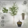 ML-Design umelý olivovník 180 cm, umelá rastlina s kmeňom z Náhľad obrázku produktu 3