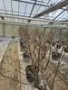 Granatapfelbaum 200 - 220 cm, punica granatum, Mollar de Produktbild-Vorschau 4