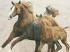 A mother horse and its foal running. Produktbild-Vorschau