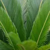 Bloomique - 2er Set - Cycas Revoluta - Palmfarn - Sagopalme Produktbild-Vorschau 3