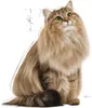 Royal Canin Hairball Care Gravy, Adult, jede Rasse, Muschel Produktbild-Vorschau 3