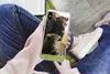 MuchoWow® Handyhülle Schutzhülle Hülle für iPhone X Büffel Produktbild-Vorschau 3