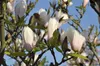 Magnolia soulangiana 'Heaven Scent', Magnolie, rosa Blüten, Produktbild-Vorschau 9