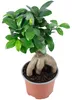 Chinesische Feige - pflegeleichte Zimmerpflanze, Ficus Produktbild-Vorschau 6