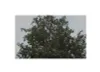 10x Terminalia chebula Schwarze Myrobalane Garten Pflanzen Produktbild-Vorschau 6