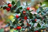 Mäusedorn (Ruscus aculeatus), výška cca 30 cm, 1-litrový Náhľad obrázku produktu 1