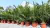 2 Stück Palme XXL 180 cm Phoenix canariensis, kanarische Produktbild-Vorschau 4