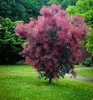 Perückenstrauch ´ROYAL PURPLE´ 40-50 cm, Cont. 2,5 l Produktbild-Vorschau 2
