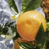 Guerlain Aqua Allegoria Pamplelune 2022 woda toaletowa dla Podgląd zdjęcia produktu 15
