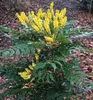 Mahonie 'WINTER SUN' 60-70 cm, Cont. 2,5 l Produktbild-Vorschau 4
