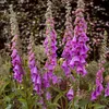 Bloomique - 3er Set - Digitalis Purpurea Gloxiniiflora - Produktbild-Vorschau 3
