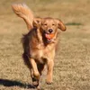 Chuckit! TENNIS BALL set di 4 palline da tennis per cani M Anteprima dell’immagine prodotto 7
