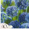 Blauer Zierlauch - Allium 'Caeruleum' - Set mit 40 Produktbild-Vorschau 1