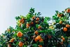 Ponthier MANDARINEN PÜREE Zitrus-Frucht-Püree 1KG Produktbild-Vorschau 5