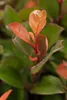 Photinia fraseri 'Little Red Robin', Glanzmispel, rot, Produktbild-Vorschau 3