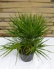[Palmenlager] Chamaerops humilis 60 cm - Zwergpalme // Produktbild-Vorschau 1