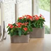 Lechuza Samozavlažovací truhlík Delta Premium 20 cm, bílá Náhled obrázku produktu 22