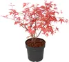 Klon japoński - Acer palmatum 'Beni Maiko' - Wysokość Podgląd zdjęcia produktu 1