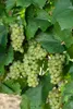 Close-up of green grapes on a vine with leaves. Produktbild-Vorschau